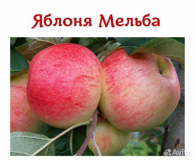 Саженцы яблони