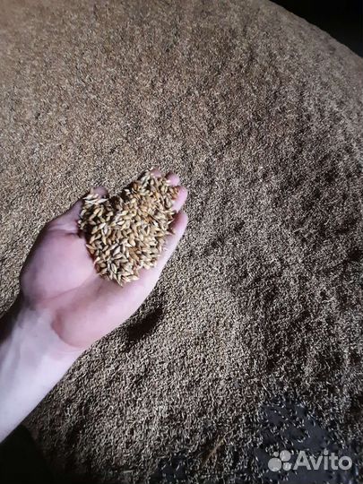 Зерно пшеница ячмень яровый