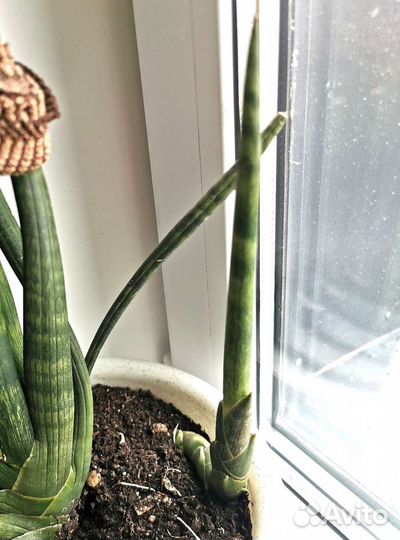 Сансевиерия цилиндрика