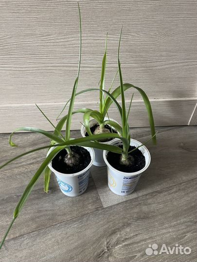 Индийский лук