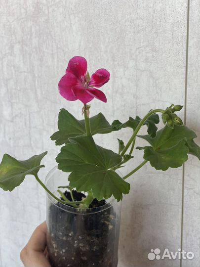 Пеларгония