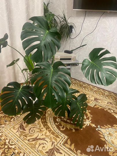 Продам цветы комнатные