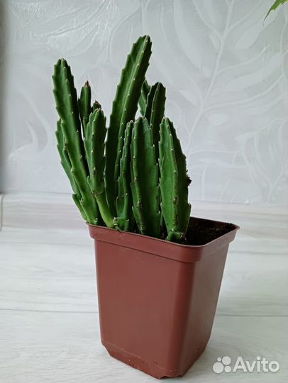 Стапелия (кактус)