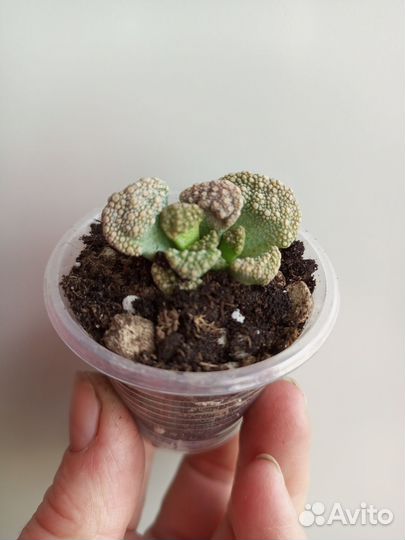 Суккуленты