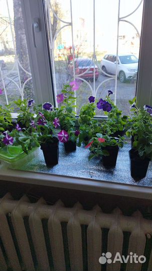 Рассада помидор и перцев, баклажаны. Доставка