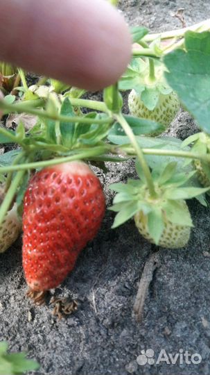 Продам усы клубники, ягоды крупные