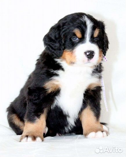 Верные друзья