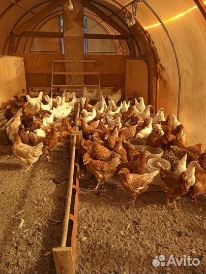 Куры молодки - Коралл, Браун ник несушки 120 дней