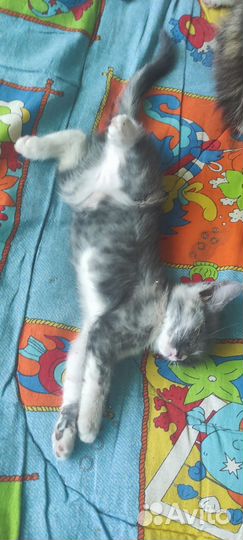 Котята в добрые заботливые руки