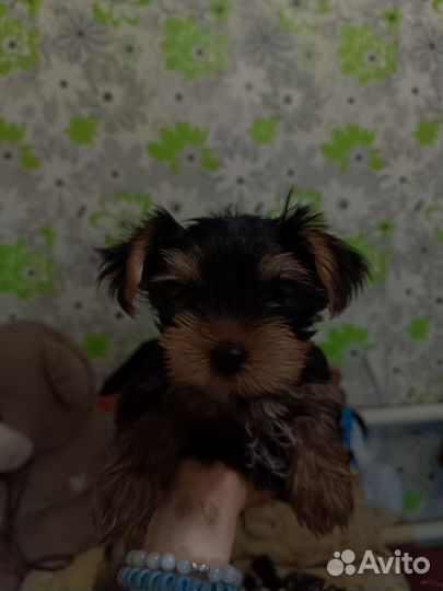 Йоркширский терьер