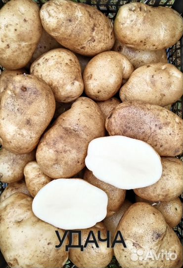 Семенной картофель