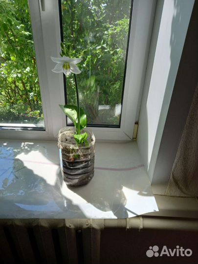 Лилия Эухарис