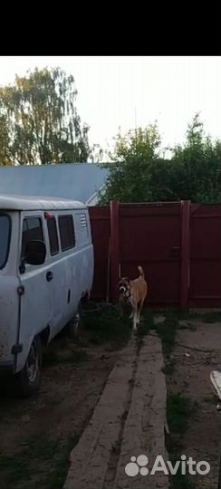 Аборигенная кавказская овчарка (ако)