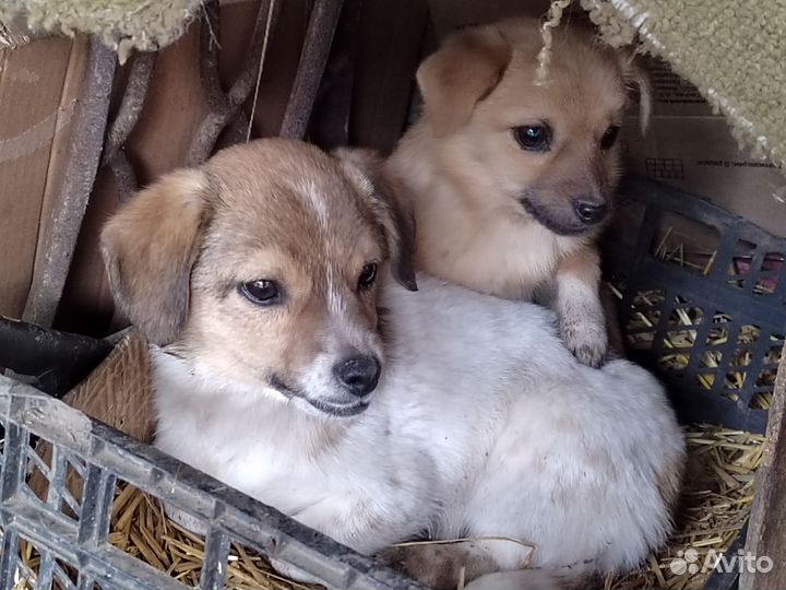 Собака в добрые руки отдам бесплатно