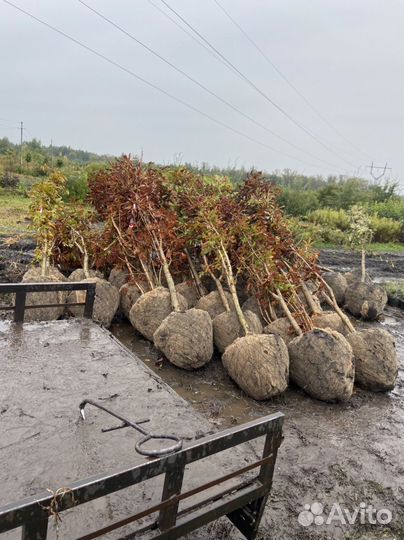 Конский каштан