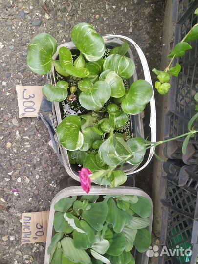 Вариегатный