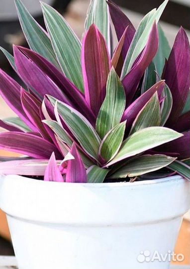 Традесканция рео триколор