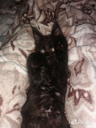 Кошки майкун