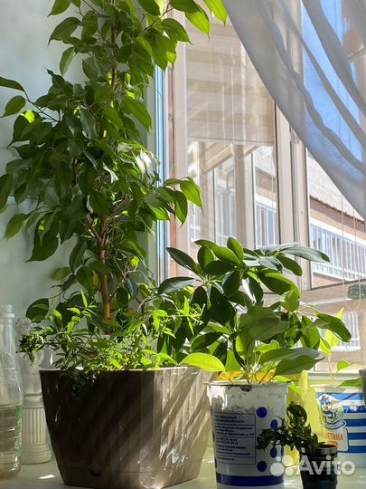 Фикус бенджамина
