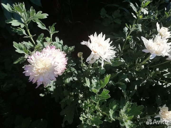 Хризантемы