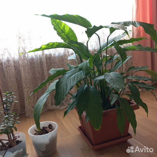 Спатифиллум