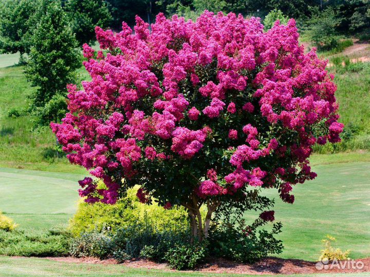 Саженцы лагерстремии