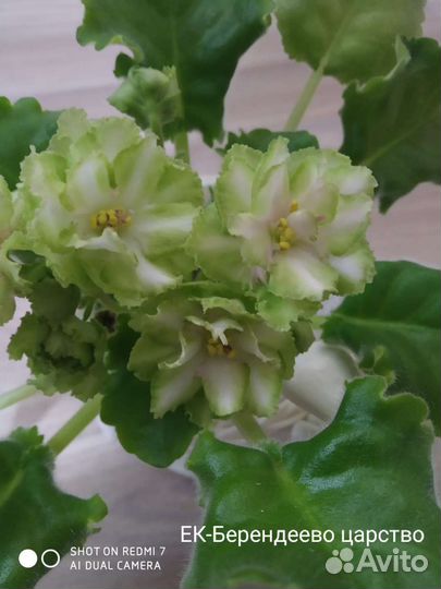 Фиалки сортовые