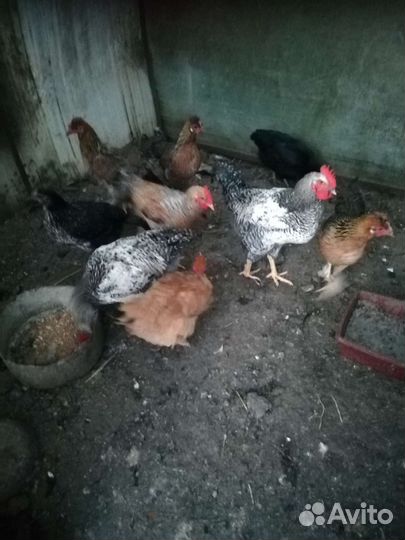 Петухи разной породы и 6 месяцев вкук