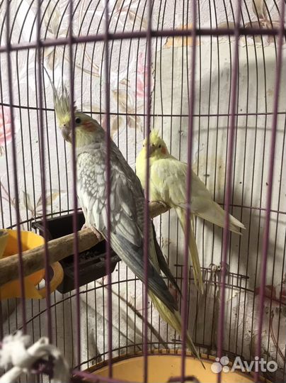 Попугай корелла