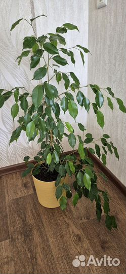 Бенджамина