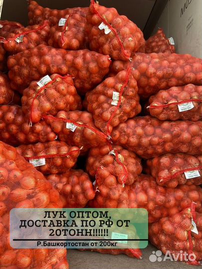 Лук с доставкой опт от 20 тонн