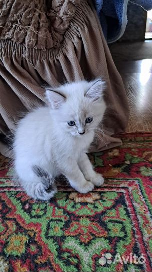 Отдам котят в добрые руки