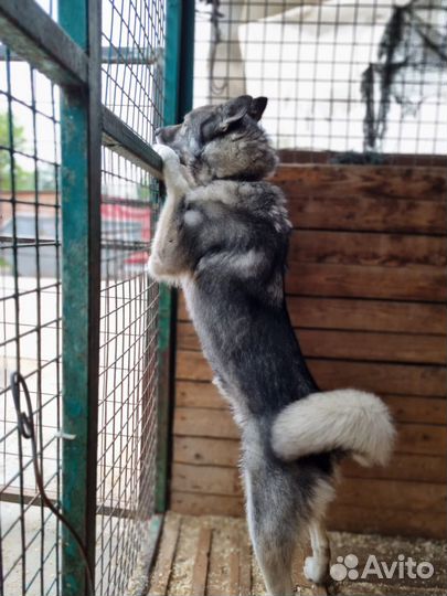 Молодой пес Гром ждет своих хозяев в приюте