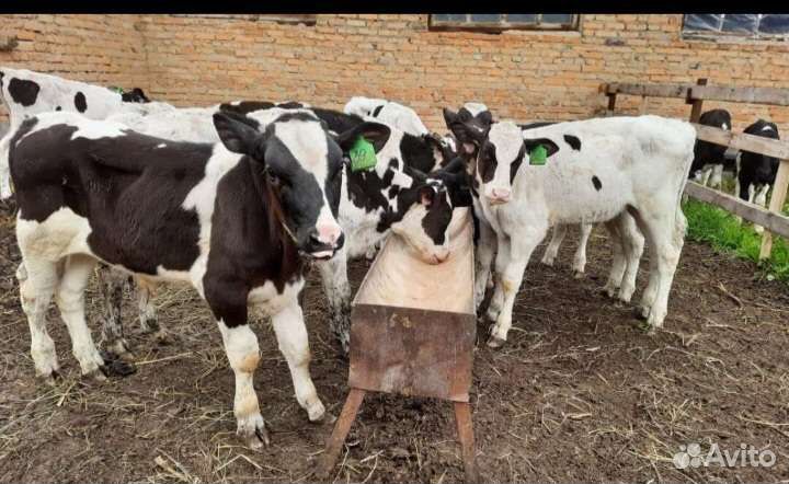 Телята бычки