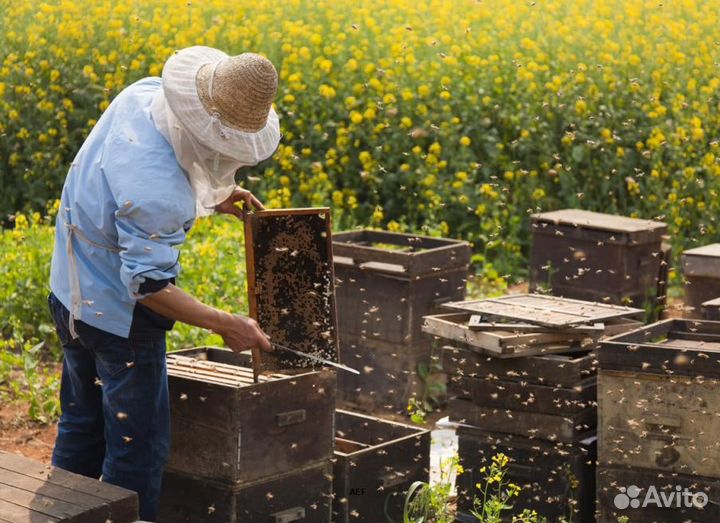 2024 Мёд натуральный из Алтая опт