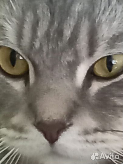 Шотландская