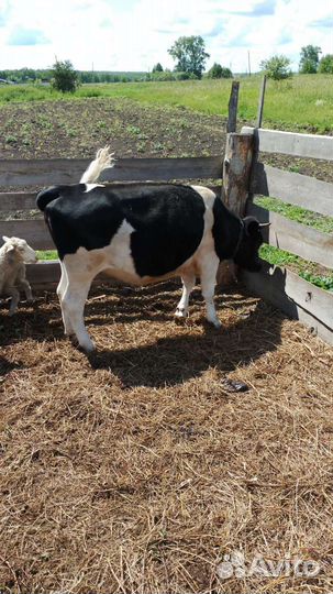 Корова телка