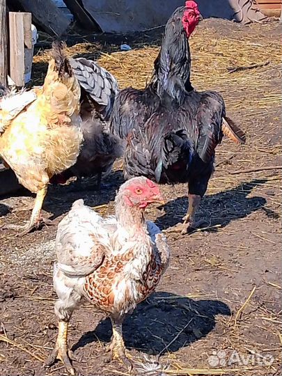 Куры Корниш