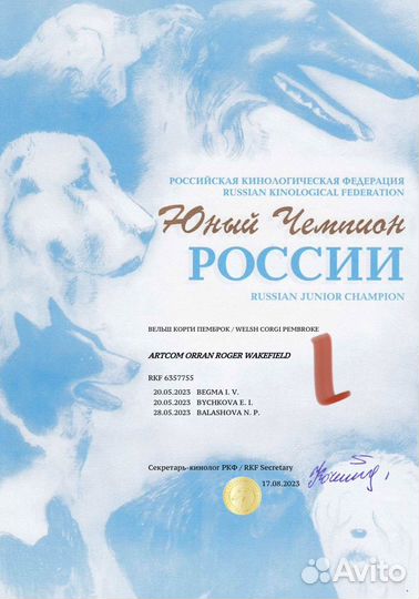 Вельш-корги пемброк вязка