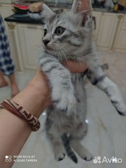 Американский кёрл