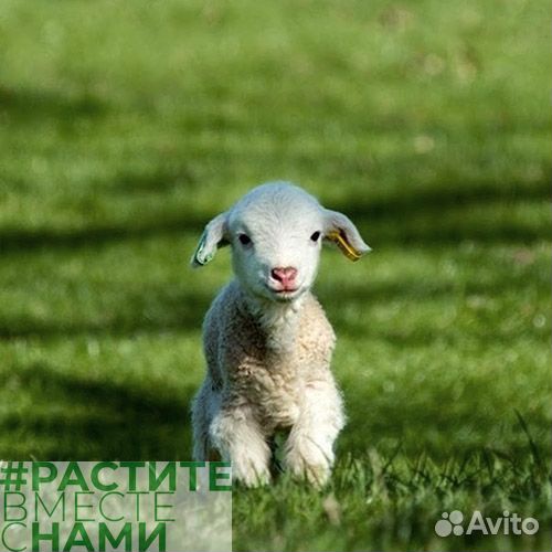 Комбикорм для овец