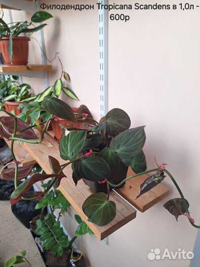 Сциндапсус