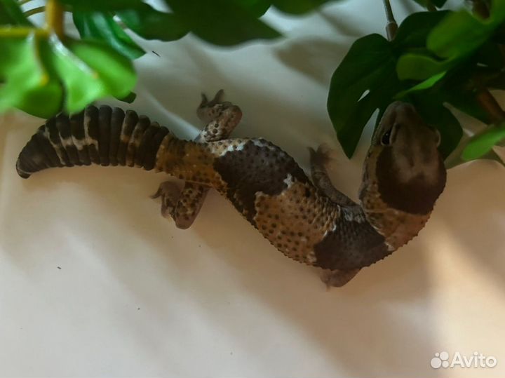 Гемитеконикс, эублефар