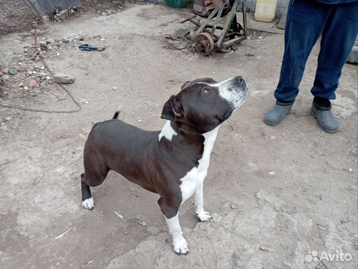 Амстафф вязка