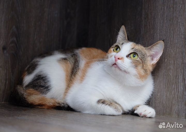 Красивая трехцветная кошечка