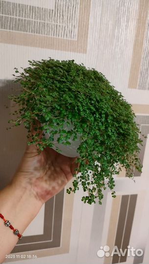 Солейролия