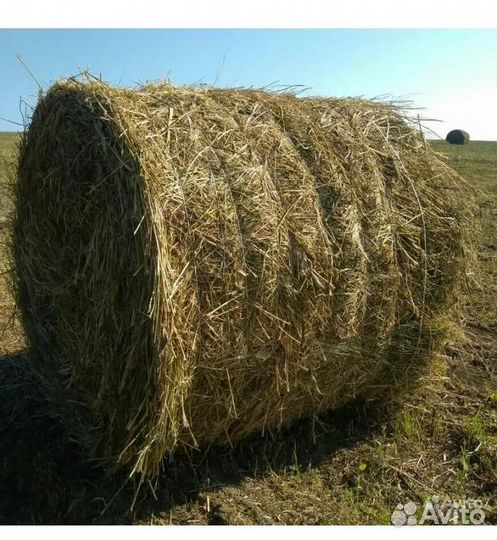 Зерно, сено