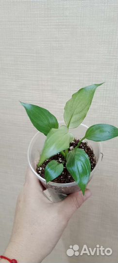 Спатифиллум Spilt Milk