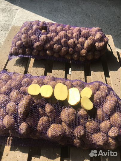 Картофель Коломба 5+