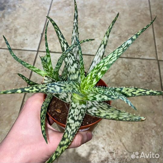 Растения
